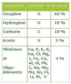 Composition du corps humain