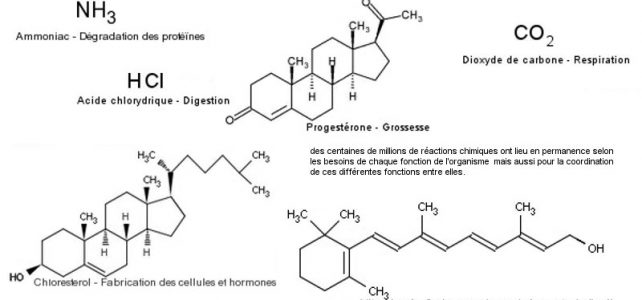 Molécules synthetisees par le corps