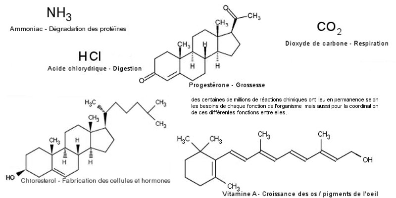 Molécules synthetisees par le corps