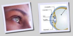 Oeil décodeur vibratoire de la lumière