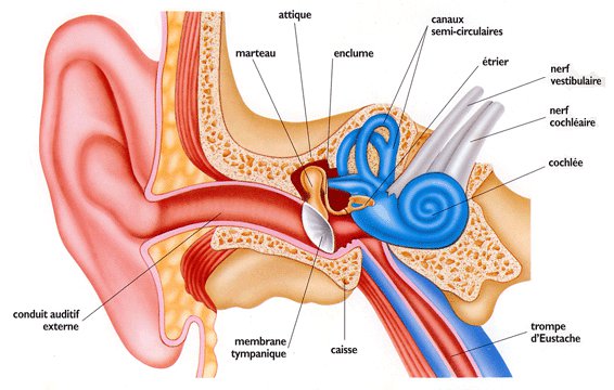 Nos oreilles récepteurs de vibrations sonores